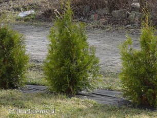 sadzonki tuji rozsada