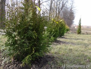 sadzenie tuji w dołkach