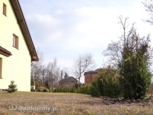 rząd tuji przy ogrodzeniu