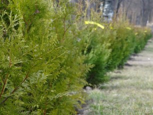 rząd thuji brabant przy ogrodzeniu