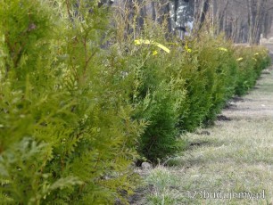 odległość thuji od siebie