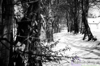 alejka wśród drzew