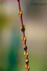 paki na wierzbie