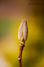 magnolia pąki