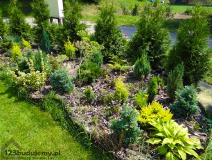 ozdobny skalniak, iglaki