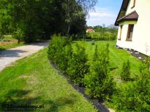 ogrodzenie z thui, sadzenie thui