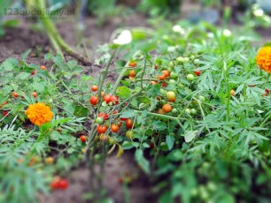 pomidorki koktailowe