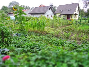 Przydomowy ogródek warzywny