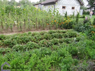 grządki w ogródku warzywnym