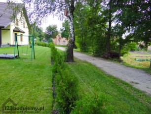 thuje wzdłuż ogrodzenia