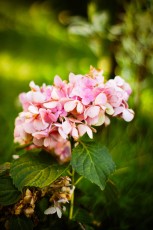 kwiat z ogrodu babci lusi