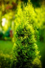 Tuje iglaki żywopłot