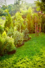 skalniak z roślinami iglastymi, cyprysiki thuje itp