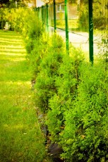 Thuje brabant rosną jak na drożdżach