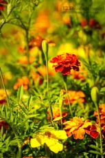 kwiaty w ogrodzie babi Lucynki