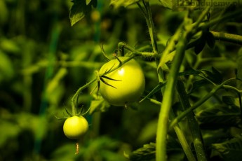 Zielony pomidor na krzaczku