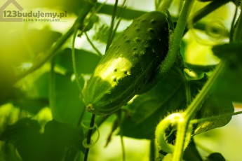 Ogórek w przydomowym ogródku warzywnym