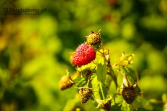 Maliny w przydomowym ogrodzie