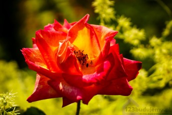 Rozkwitnięta róża