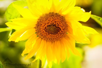 Słonecznik w ogródku
