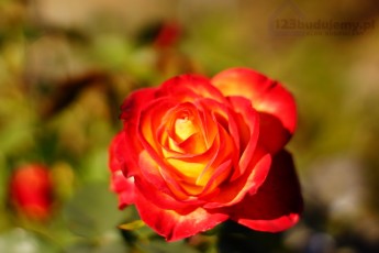 piękne róże w ogrodzie