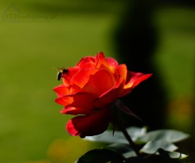 czerwona róża z przydomowego ogródka