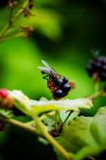 Flora i fauna