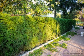 przycinanie tuji kiedy przycinać tuje