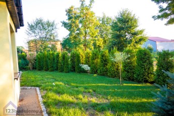 ogrodzenie z tuji brabant pielegnacja