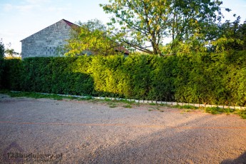 tuje brabant przycinanie na wiosnę