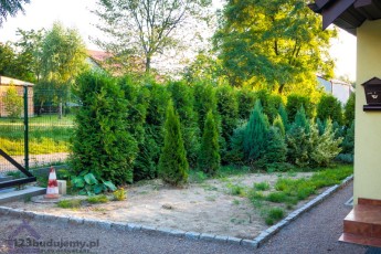 żywopłot tuje brabant przycinanie obcianie