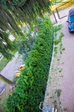 żywopłot tuje podjazd