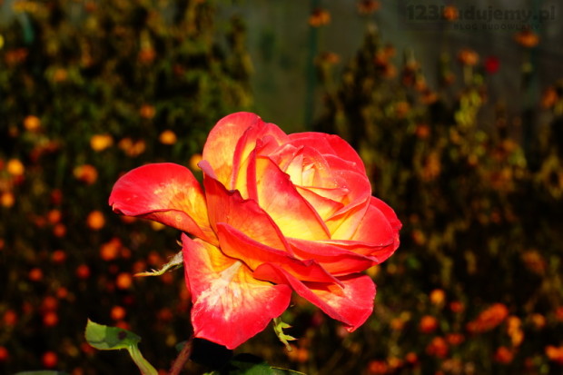 piękna róża ZIMA OGRÓD ZIMOWY