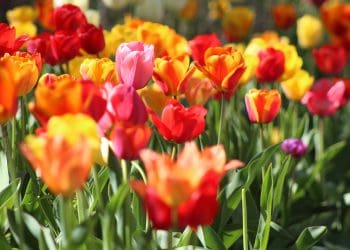 cebule-kwiatowe-sklep