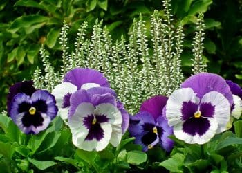 Najdłużej kwitnące kwiaty ogrodowe