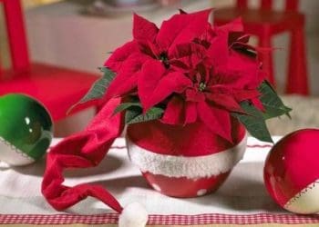 Roślinne dekoracje na Boże narodzenie