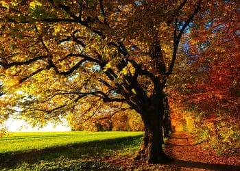 pielęgnacja trawnika