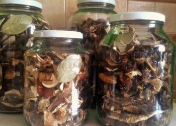 suszone grzyby w słoiku