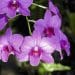 Dendrobium
