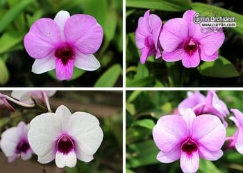 dendrobium