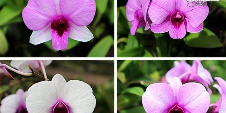 dendrobium