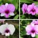 dendrobium