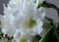 dendrobium na parapecie