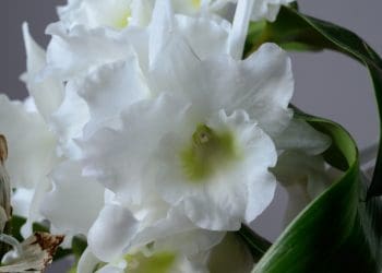 dendrobium na parapecie