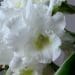 dendrobium na parapecie