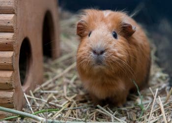 Pielęgnacja świnki morskiej