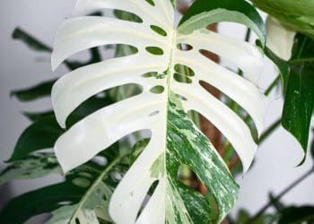 Rośliny kolekcjoersie- wyjątowe i unikatowe