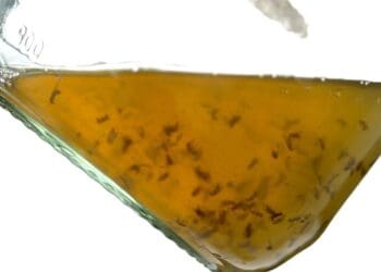 Muszki owocówki-kuchenna zmora