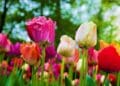 grupy tulipanów