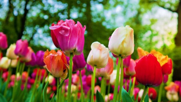 grupy tulipanów